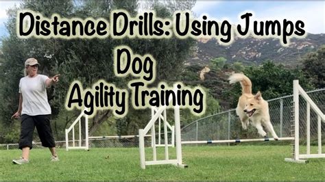 youtube dog agility|dog agility training video.